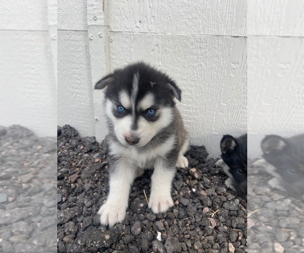 Medium Photo #5 Akita-Siberian Husky Mix Puppy For Sale in BLACK FOREST, CO, USA
