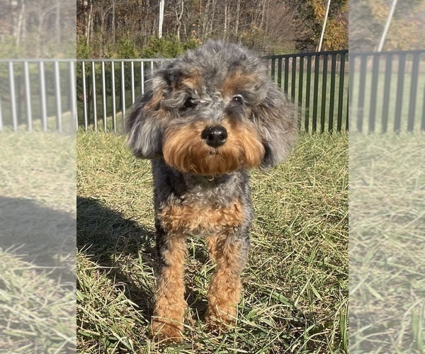 Medium Photo #15 Poodle (Toy) Puppy For Sale in WARSAW, IN, USA