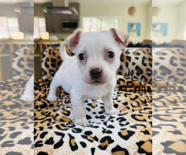 Medium Photo #3 Chihuahua-Unknown Mix Puppy For Sale in Marina Del Rey, CA, USA
