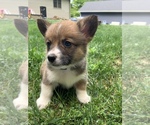 Small Photo #2 Pembroke Welsh Corgi Puppy For Sale in HOWARD, OH, USA