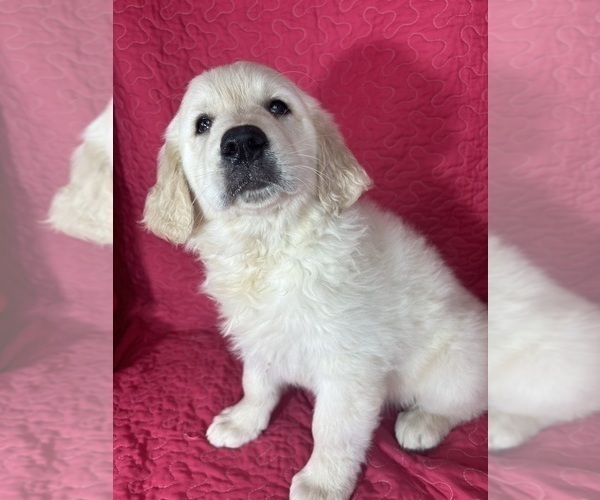 Medium Photo #2 English Cream Golden Retriever Puppy For Sale in GREENFIELD, IN, USA