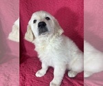 Small #1 English Cream Golden Retriever
