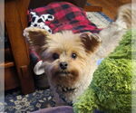Small #10 Mutt