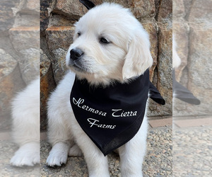 English Cream Golden Retriever Puppy for sale in PAUMA VALLEY, CA, USA