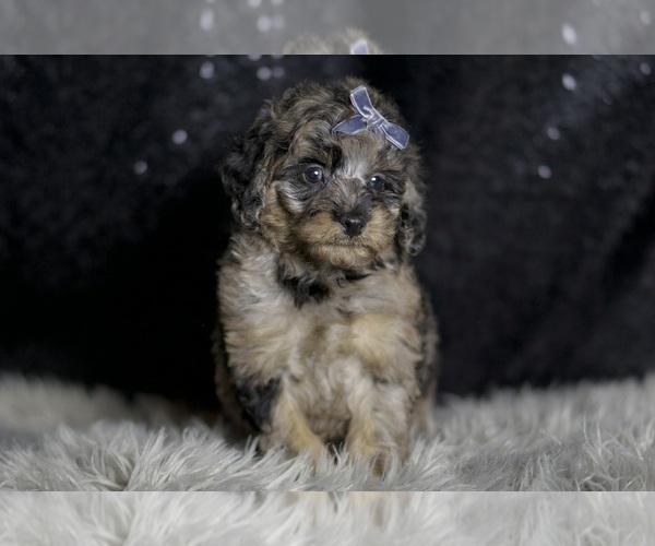 Medium Photo #3 Maltipoo (Miniature) Puppy For Sale in WARSAW, IN, USA