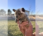 Small #2 French Bulldog