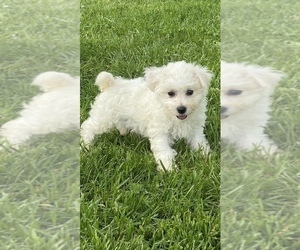 Bichpoo Puppy for sale in CANOGA, NY, USA