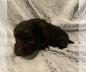 Havanese Puppy for Sale in ATHENS, Georgia USA