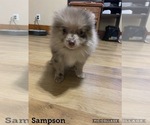 Small Photo #1 Pomeranian Puppy For Sale in OMAHA, NE, USA