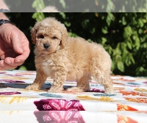 Poodle (Miniature) Puppy for sale in RIPLEY, TN, USA