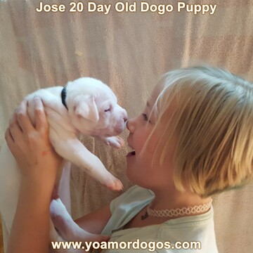 Medium Photo #32 Dogo Argentino Puppy For Sale in PINEVILLE, MO, USA