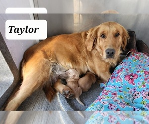 Mother of the Golden Retriever puppies born on 11/02/2023
