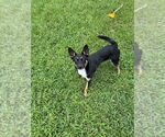 Small #4 German Shepherd Dog