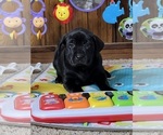 Image preview for Ad Listing. Nickname: Lab puppies