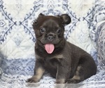 Small #3 French Bulldog
