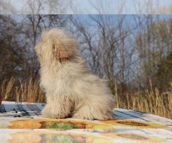 Medium Photo #10 ShihPoo Puppy For Sale in DYERSBURG, TN, USA