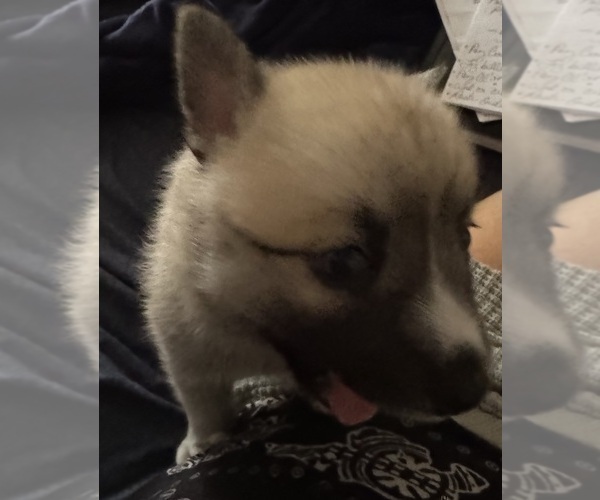 Medium Photo #37 Pomsky Puppy For Sale in LOVELAND, CO, USA