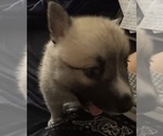 Small #36 Pomsky