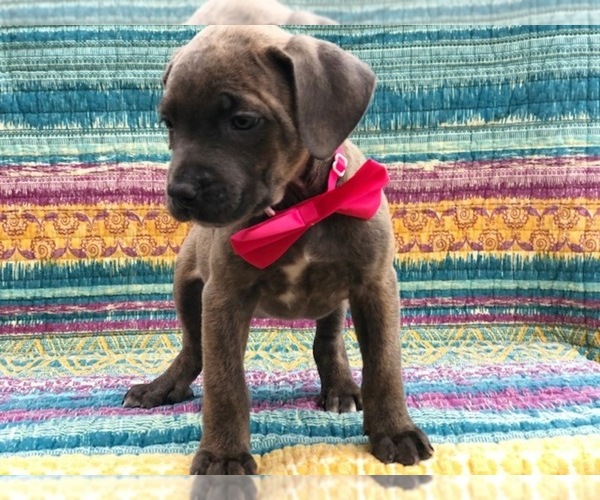 Medium Photo #2 Cane Corso Puppy For Sale in CLAY, PA, USA
