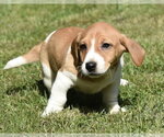 Small #3 Dachsador