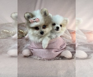 Pomeranian Puppy for sale in TAMPA, FL, USA