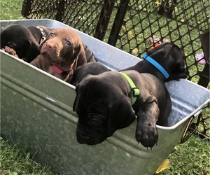German Shorthaired Weimaraner Puppy for sale in SHADYSIDE, OH, USA
