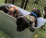 Small Photo #1 German Shorthaired Weimaraner Puppy For Sale in SHADYSIDE, OH, USA