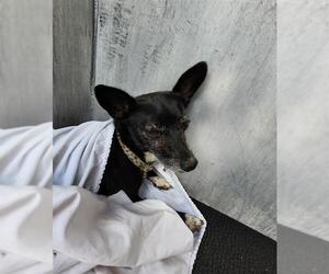 Mutt Dogs for adoption in San Antonio, TX, USA