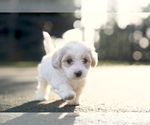 Small #2 Bichpoo-Maltipoo Mix