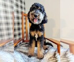 Small Photo #1 Goldendoodle Puppy For Sale in RAMSEY, IL, USA