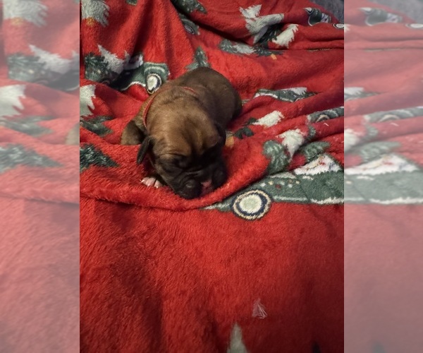 Medium Photo #3 Boxer Puppy For Sale in CHESTERFIELD, VA, USA