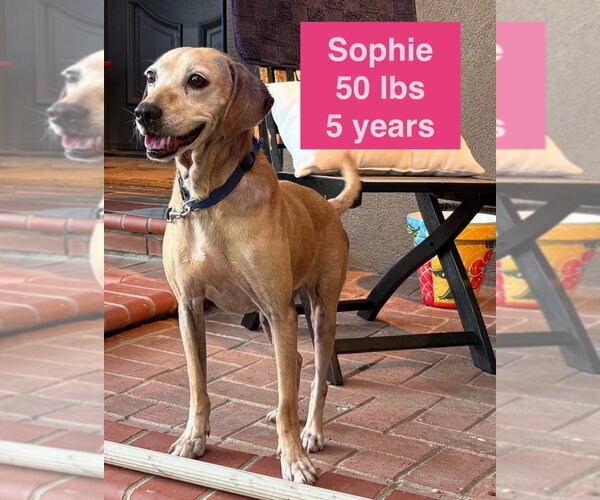 Medium Photo #2 Labrador Retriever-Rhodesian Ridgeback Mix Puppy For Sale in West Hollywood, CA, USA