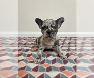 French Bulldog Puppy for sale in CHARLESTON, SC, USA