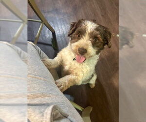 Havanese Dogs for adoption in Fort Wayne, IN, USA