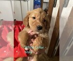 Small Photo #5 Golden Retriever Puppy For Sale in ELLSWORTH, KS, USA