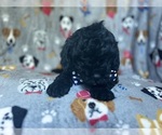 Small #1 Cavapoo