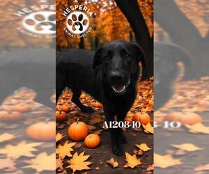 Labrador Retriever Dogs for adoption in HESPERIA, CA, USA