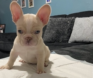 French Bulldog Puppy for sale in ANTIOCH, CA, USA