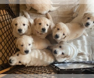 Golden Retriever Puppy for sale in HARRISONBURG, VA, USA