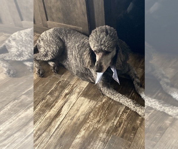 Medium Photo #1 F2 Aussiedoodle Puppy For Sale in VINEMONT, AL, USA