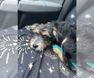 Australian Terrier-Unknown Mix Dogs for adoption in Middlesex, VT, USA