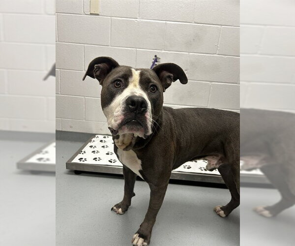 Medium Photo #1 Mutt Puppy For Sale in St. Cloud, FL, USA