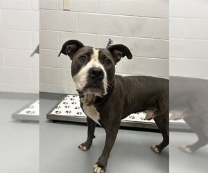 Mutt Dogs for adoption in St. Cloud, FL, USA