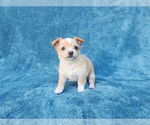 Small #4 Chihuahua Mix
