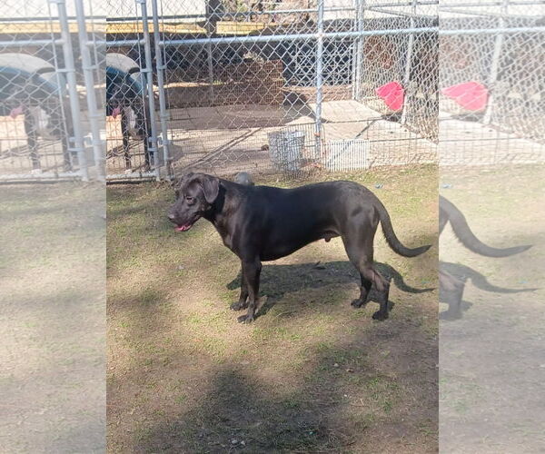 Medium Photo #10 Labrador Retriever-Unknown Mix Puppy For Sale in Farmerville, LA, USA