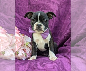 Boston Terrier Puppy for sale in NARVON, PA, USA