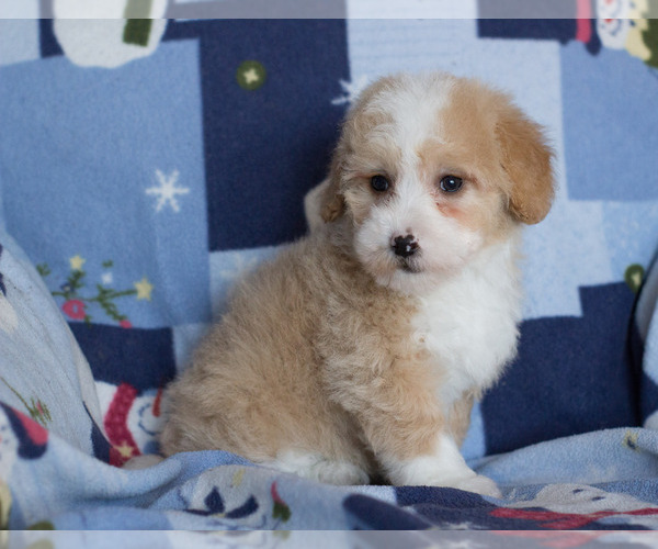 Medium Photo #1 Goldendoodle Puppy For Sale in MILWAUKEE, WI, USA