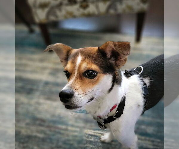 Medium Photo #2 Rat Terrier-Unknown Mix Puppy For Sale in Atlanta, GA, USA