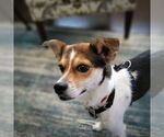Small #1 Rat Terrier Mix