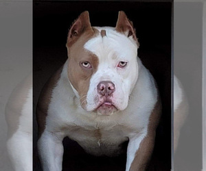 Mother of the American Bully puppies born on 05/07/2023